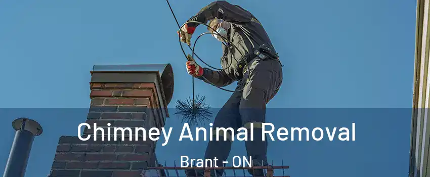  Chimney Animal Removal Brant - ON