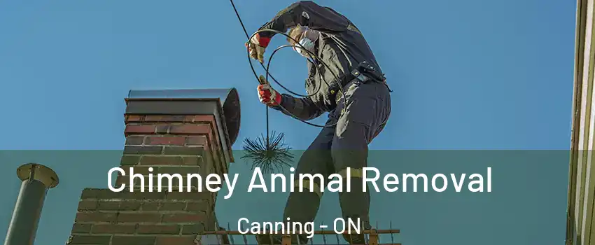  Chimney Animal Removal Canning - ON