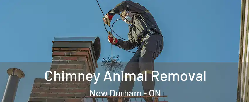 Chimney Animal Removal New Durham - ON