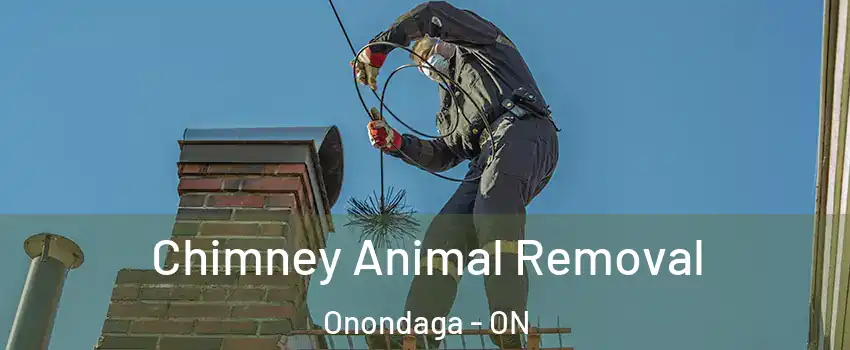  Chimney Animal Removal Onondaga - ON