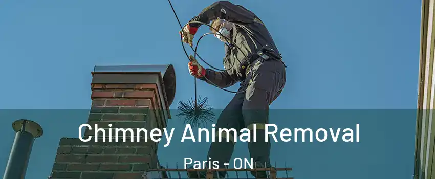  Chimney Animal Removal Paris - ON