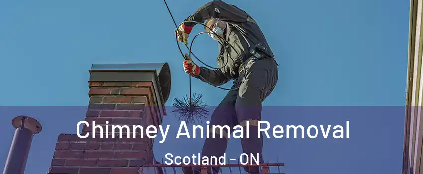 Chimney Animal Removal Scotland - ON